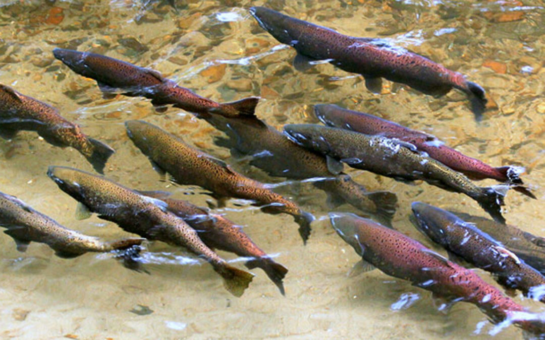 77,000 Salmon Accidentally Released Into Creek After Fish Tanker Truck Overturns